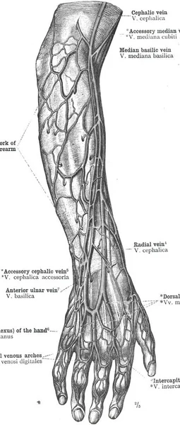 Upper Limb Veins Topography — Stock Photo, Image