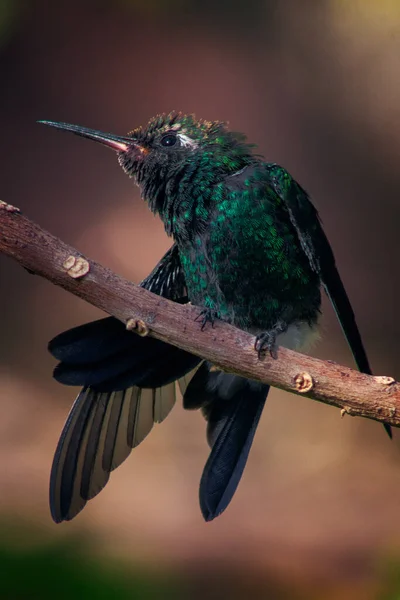 Vertical Shot Hummingbird Perching Tree Branch Blurry Background — Stock Photo, Image