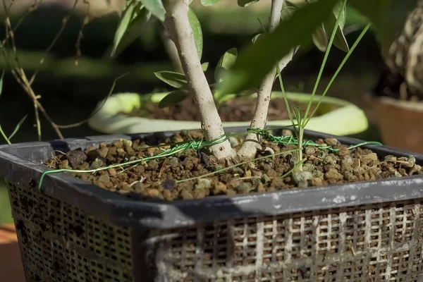 Primer Plano Plántulas Árbol — Foto de Stock