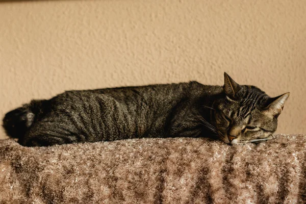 Μια Χαριτωμένη Γκρίζα Γάτα Ξαπλωμένη Ένα Χνουδωτό Υφασμάτινο Κάλυμμα Στο — Φωτογραφία Αρχείου