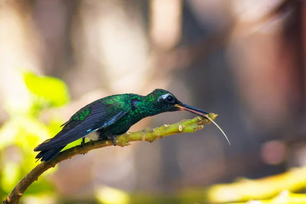 Shot Amazing Hummingbird Perching Tree Branch Blurry Background — Stock Photo, Image