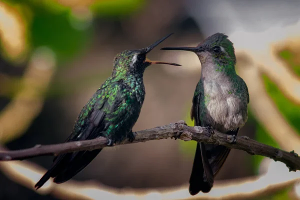 Shot Two Amazing Hummingbirds Perching Tree Branch Kissing Blurry Background — Stock Photo, Image