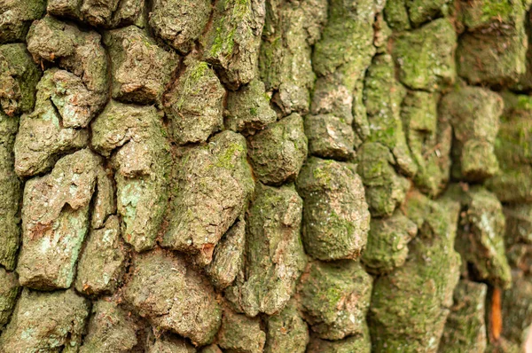 Uma Velha Textura Casca Árvore Tronco Árvore Com Rachaduras — Fotografia de Stock