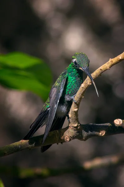 Vertical Shot Hummingbird Perching Tree Branch Blurry Background — Stock Photo, Image