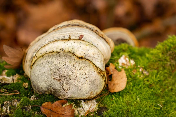 Eine Nahaufnahme Von Zunder Pilz Auf Einem Mit Moos Bedeckten — Stockfoto