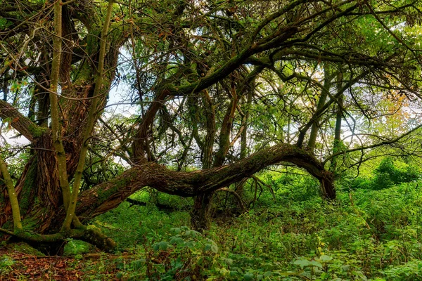 Beautiful Shot Green Forest — Stock Photo, Image