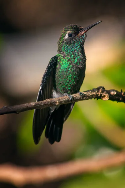 Plano Vertical Del Colibrí Posado Sobre Una Rama Árbol Sobre —  Fotos de Stock