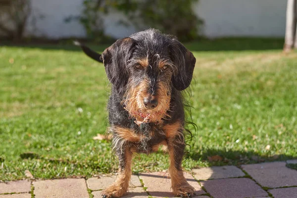 Tiro Close Adorável Dachshund Pêlo Duro Parque — Fotografia de Stock