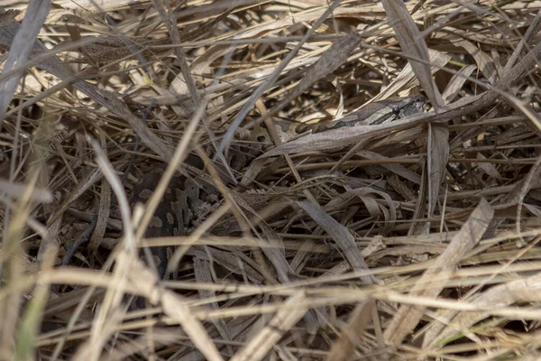 Uma Cobra Marrom Camuflada Entre Lâminas Grama Seca — Fotografia de Stock