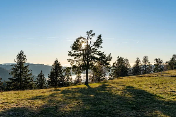 Unglaubliche Waldszene Mit Bäumen Und Einem Nebeltal Schwarzwald — Stockfoto