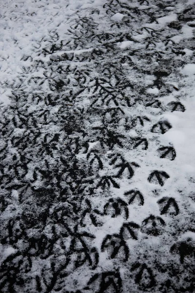 Vertical Shot Duck Footprints Snowy Sidewalk — Stock Photo, Image