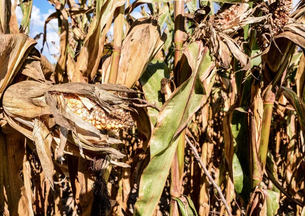 Dorre Plantaardige Maïs Plant Achtergrond — Stockfoto