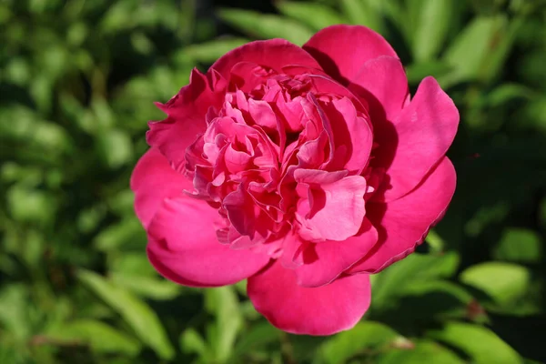 Zbliżenie Ujęcia Kwitnącej Różowej Róży Zieleni — Zdjęcie stockowe