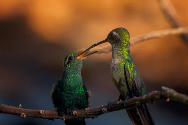 Colpo Due Colibrì Incredibili Appollaiati Ramo Albero Che Nutrono Vicenda — Foto Stock