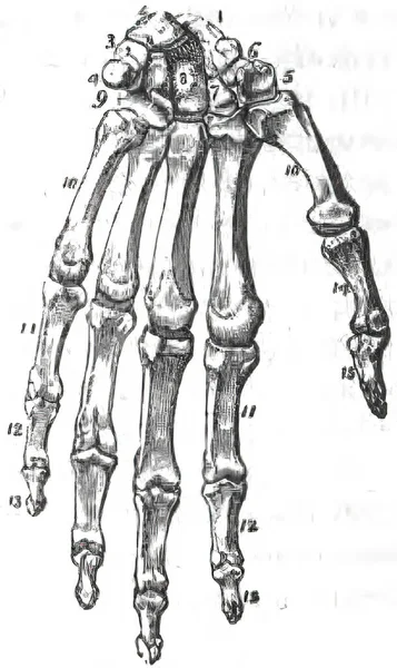 Топографія Ручних Кісток Білому Тлі — стокове фото