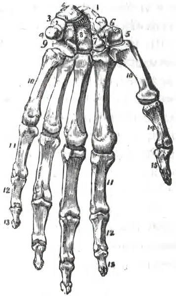 Een Hand Botten Topografie Een Witte Achtergrond — Stockfoto