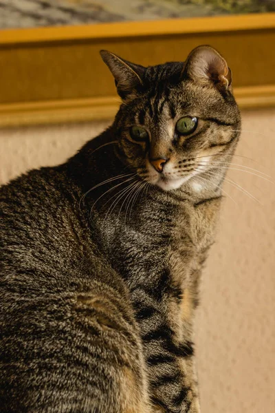 Ohromená Chlupatá Šedá Kočka Zelenýma Očima Ohlížející — Stock fotografie
