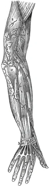 Upper Limb Veins Topography — Stock Photo, Image
