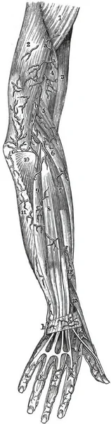 Les Veines Des Membres Supérieurs Topographie — Photo