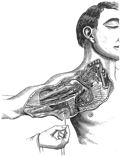 男性肩関節構造 — ストック写真