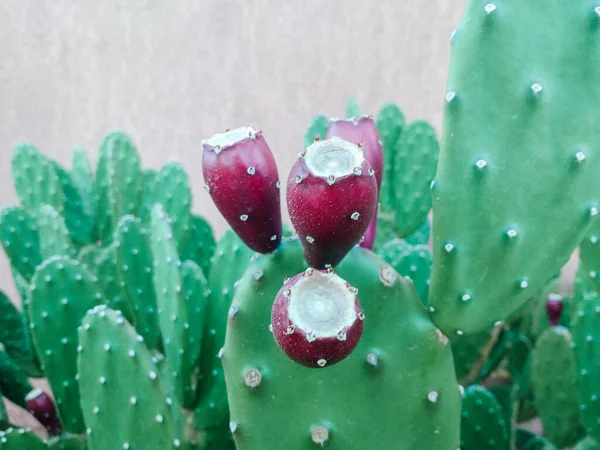 Gros Plan Cactus Poire Piquante Aux Fruits — Photo