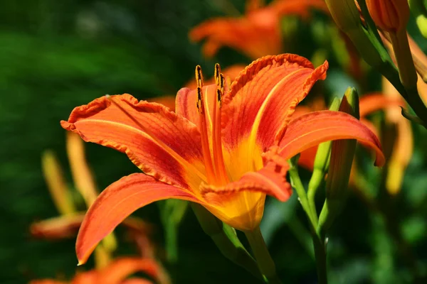 Canlı Bir Hemerocallis Seçici Odak Noktası — Stok fotoğraf