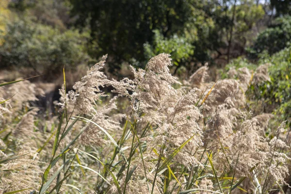 Closeup Fluffy Grass Flowers Swaying Wind Woods — Stock Photo, Image