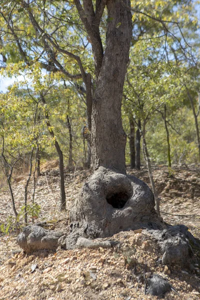 Vertical Shot Tree Forest Hole Its Trunk — Stock Photo, Image