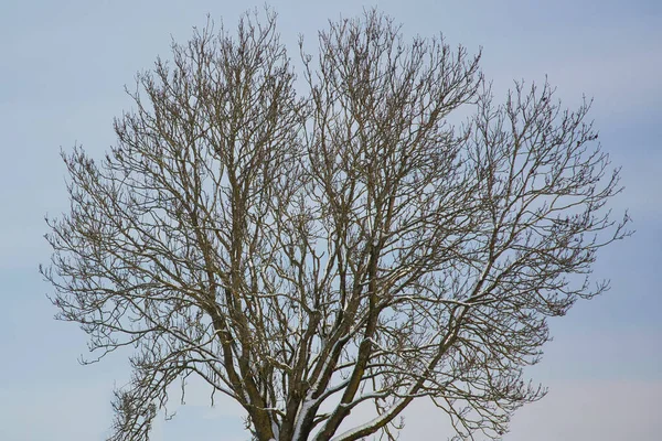Eine Nahaufnahme Von Blattlosen Eschenzweigen Winter Auf Dem Blauen Himmel — Stockfoto