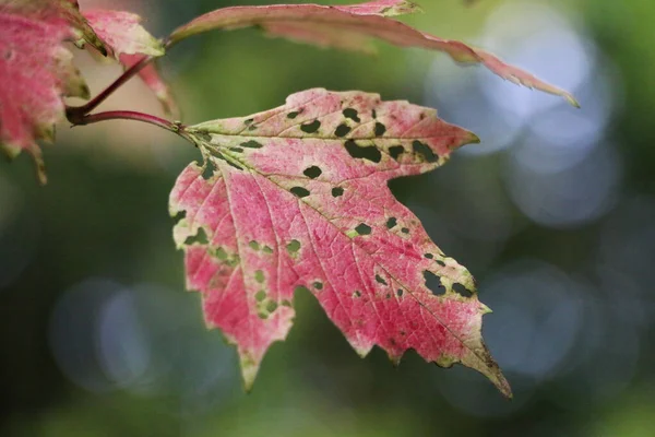 Selective Focus Shot Red Autumn Leaves — Stock Photo, Image
