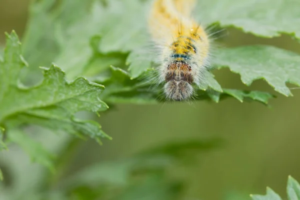 Nahaufnahme Einer Raupe Auf Einem Blatt — Stockfoto