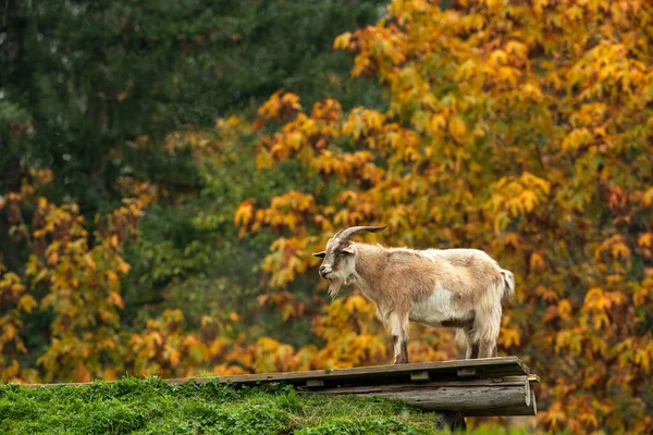 Uma Cabra Engraçada Andando Telhado Coberto Pelo Crescimento — Fotografia de Stock