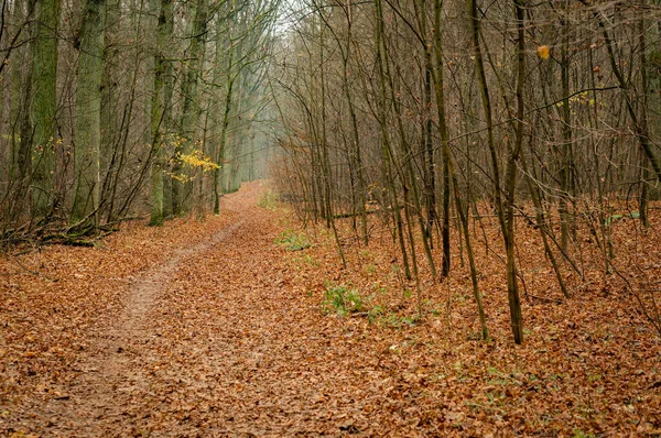 Hermoso Bosque Con Hojas Doradas Caídas Suelo — Foto de Stock