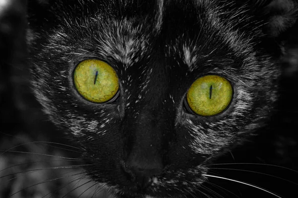 Μια Χαριτωμένη Μαύρη Γάτα Πράσινα Μάτια — Φωτογραφία Αρχείου