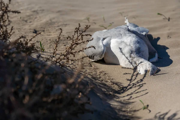 Мертвая Чайка Средиземноморском Пляже — стоковое фото
