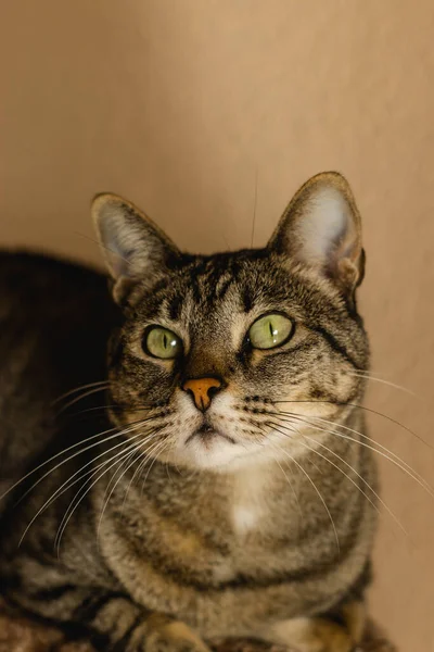 Gato Gris Esponjoso Asombrado Con Ojos Verdes Mirando Hacia Arriba — Foto de Stock