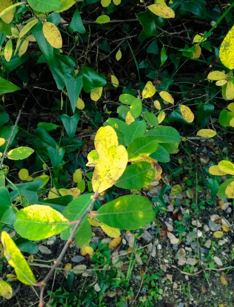 Eine Vertikale Aufnahme Der Gelblichen Blätter Einer Pflanze Bei Tag — Stockfoto