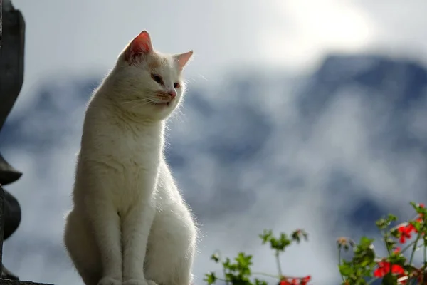 Selective Focus Fluffy Adorable White Cat Wooden Balcony Austrian Alps — Stock Photo, Image