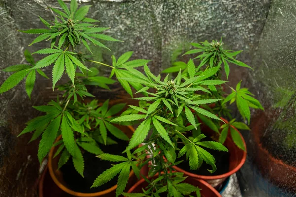 Una Vista Superior Del Arbusto Cannabis Macetas — Foto de Stock