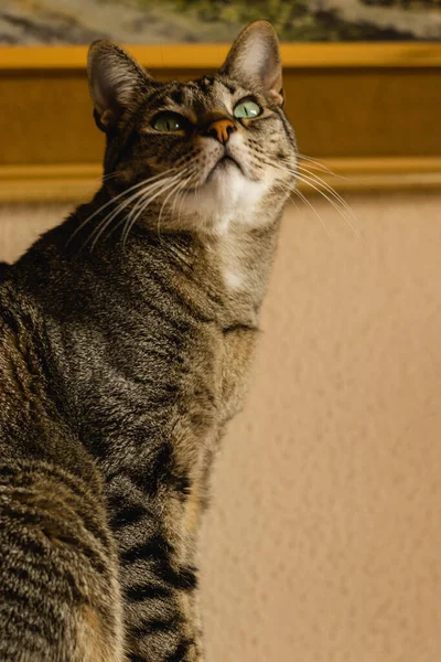 一只毛茸茸的灰色猫 绿色的眼睛抬起头 — 图库照片
