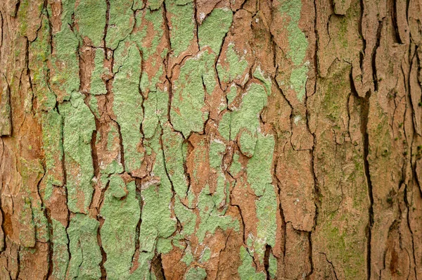 Een Oude Boomschors Textuur Een Boomstam Met Scheuren — Stockfoto