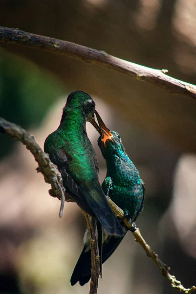 Colpo Due Fantastici Colibrì Appollaiati Ramo Albero Baciati Uno Sfondo — Foto Stock