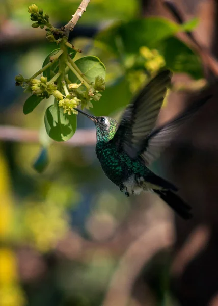 Plan Vertical Colibri Mignon Volant Suçant Nectar Des Fleurs — Photo