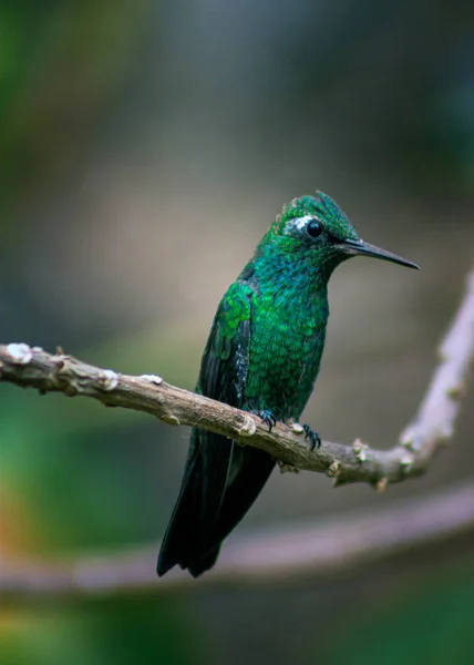 Plano Vertical Del Colibrí Posado Sobre Una Rama Árbol Sobre — Foto de Stock