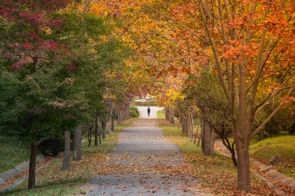 Schöne Aufnahme Eines Weges Durch Einen Herbstlichen Wald — Stockfoto