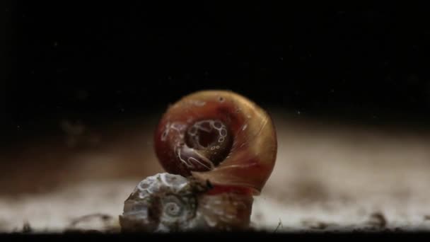 Tiro Macro Pequeno Caracol Marrom Água — Vídeo de Stock