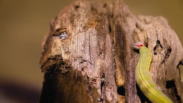 Вид Гусениці Піднімається Стовбур Дерева — стокове відео