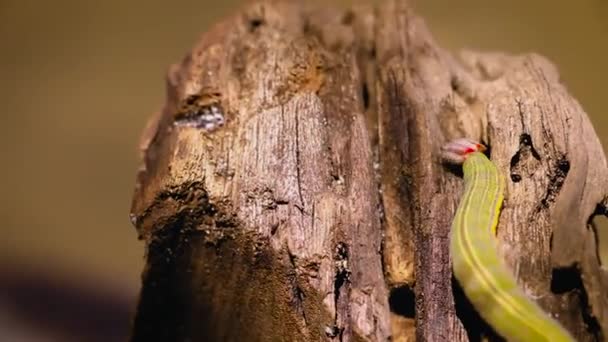 View Caterpillar Climbing Trunk Tree — Stockvideo