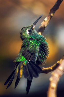 A vertical shot of the Hummingbird perching on a tree branch on a blurry background clipart