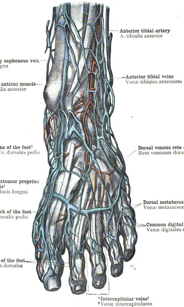Діаграма Анатомії Артерій Стопи Топографія — стокове фото